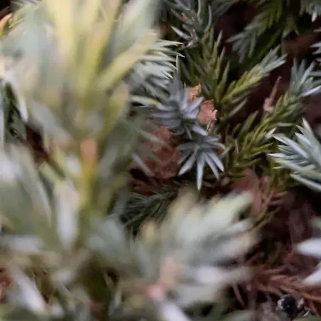 D'angele * Saint-Chamarand