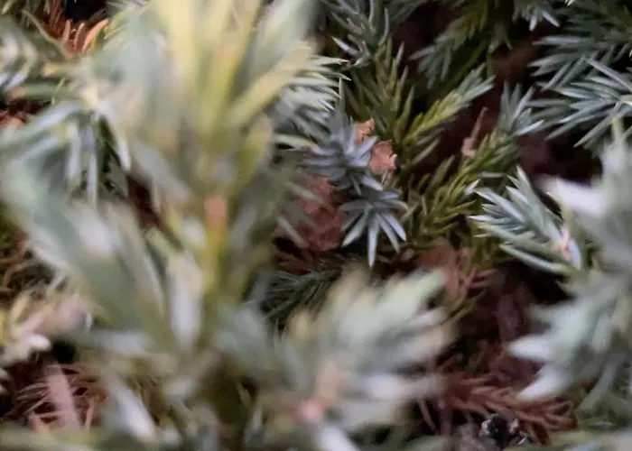 D'angele * Saint-Chamarand